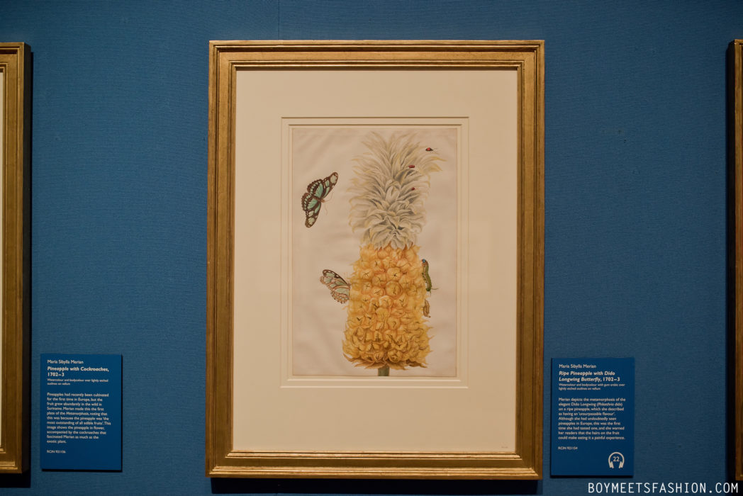 SCOTTISH-ARTISTS-CALEDONIA-MARIA-MERIAN-BUTTERFLIES-BUCKINGHAM-PALACE-15