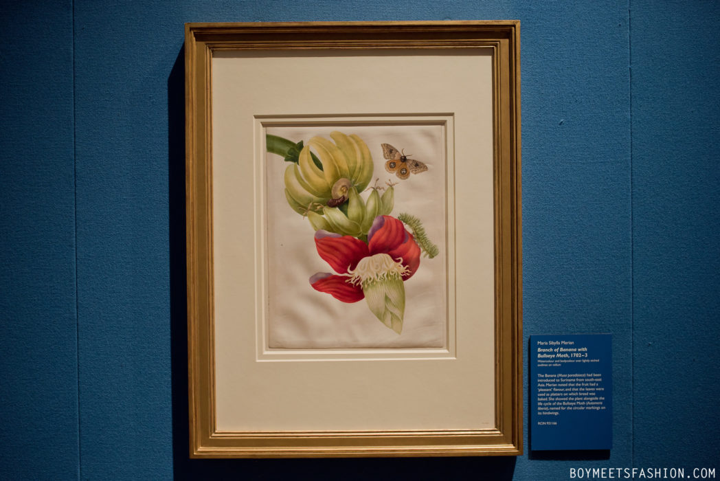 SCOTTISH-ARTISTS-CALEDONIA-MARIA-MERIAN-BUTTERFLIES-BUCKINGHAM-PALACE-16