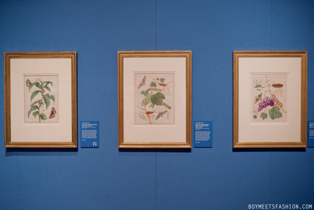 SCOTTISH-ARTISTS-CALEDONIA-MARIA-MERIAN-BUTTERFLIES-BUCKINGHAM-PALACE-19